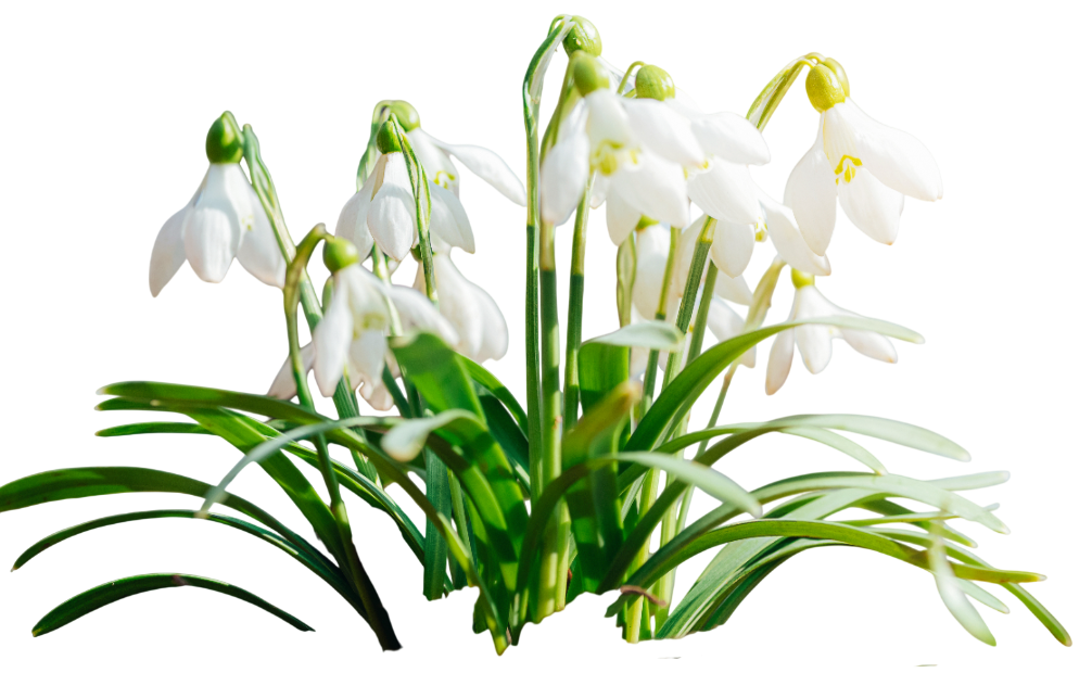 Пролет-кокиче